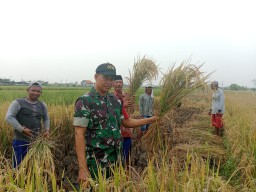 Panen di Kajeksan, Petani, Babinsa, dan Bulog Wujudkan Ketahanan Pangan Berkelanjutan