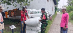 Babinsa Serka Ramli Lippu Dampingi Petani Desa Gemurung Panen Raya, Wujud Sinergi TNI dan Rakyat