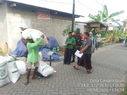 Sertu Sulur W Dampingi Serap Gabah BULOG di Sukodono, Wujud Sinergi Dukung Ketahanan Pangan