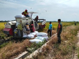 Babinsa Koramil 0816/12 Prambon Dampingi Panen Padi di Lahan 5 Hektare, Wujud Nyata Kepedulian terhadap Ketahanan Pangan