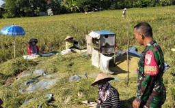 Sinergi TNI-Petani Pacu Panen Raya dan Serapan Bulog di Putat Sidoarjo