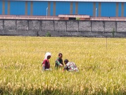 Kebersamaan di Sawah Prasung, TNI Jadi Sahabat Petani Saat Panen Raya