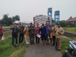 Kolaborasi Humanis Danramil 0816/07 Krembung dan Babinsa Dampingi Panen Petani Ploso