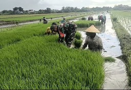 Babinsa Serka Sukaryono Turun ke Sawah, 7 Hektare Lahan Digarap Bersama Petani