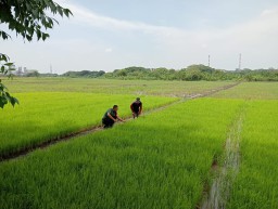 Babinsa Dampingi Pembibitan Padi di Desa Gilang Demi Jaga Ketahanan Pangan