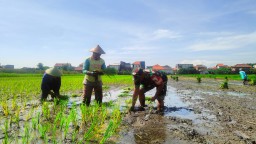 Babinsa Waru Pelda Puji Suyanto Turun ke Sawah Bersama Poktan Karya Tani, Wujud Nyata Sinergi TNI dan Petani Jaga Ketahanan Pangan