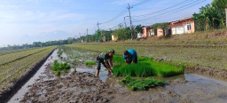 Bersama Petani Terung Kulon, Babinsa Serda Soleh Subardi Tanam Semangat Ketahanan Pangan