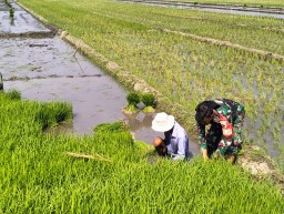 Dekat dengan Rakyat, Babinsa Serda Suprianto Dampingi Petani Sekardangan Tingkatkan Ketahanan Pangan
