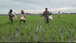 Babinsa Koramil 0816/06 Tanggulangin Dampingi Kelompok Tani Margo Berkah 1, TNI Hadir di Tengah Petani