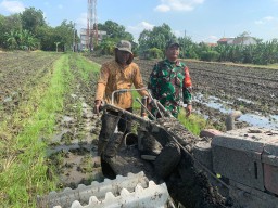 Babinsa Taman Dampingi Petani Garap Lahan Padi Tahap II, Sinergi TNI dan Petani untuk Ketahanan Pangan