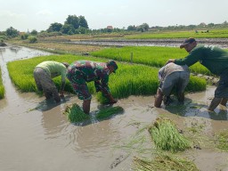 Sinergi TNI dan Petani: Babinsa Serka Sukaryono Dampingi Kelompok Tani Sri Sedono 2