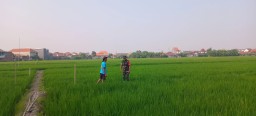 Babinsa Taman Dampingi Gapoktan Anugrah Jaga Ketahanan Pangan
