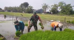 Babinsa Gedangan Dampingi Poktan Tani Jaya Desa Tebel: Wujud Nyata Sinergi TNI dan Petani dalam Ketahanan Pangan Nasional