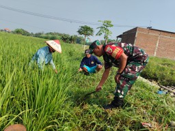 Babinsa Kedungcangkring Dampingi Petani, Sinergi TNI dan Gapoktan untuk Sawah Subur dan Panen Melimpah