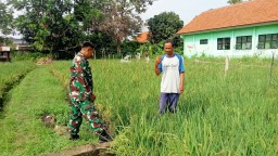 Babinsa Koramil 0816/14 Taman Dampingi Poktan Dewi Sri 1 Desa Bohar, Dorong Semangat Petani Tanam Padi Ciherang Demi Ketahanan Pangan Sidoarjo