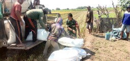 Babinsa Koramil 0816/05 Tulangan Dampingi Panen Raya di Sudimoro, Perkuat Ketahanan Pangan dan Semangat Kebersamaan Petani