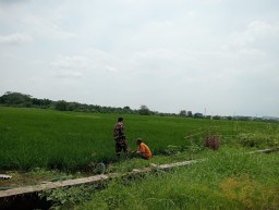 Babinsa Koramil 0816/14 Taman Bersama Petani Desa Gilang Bersihkan Gulma, Dorong Pertumbuhan Padi Lebih Optimal