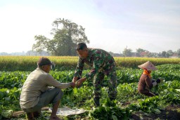 Babinsa Koramil 0816 /11 Tarik laksanakan Komsos Dengan Petani Sayur