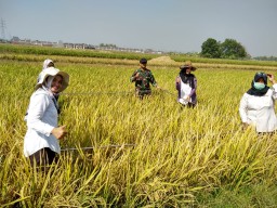 Koramil 0816/17 Gedangan Membantu Kelompok Tani