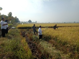 Babinsa Koramil 0816/12 Prambon bantu poktan bersama PPL Kec. Prambon