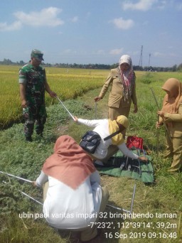 Babinsa koramil 0816/14 taman dampingi melaksanakan panen ubinan