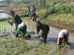 Anggota Ramil 07/Krembung Dampingi Warga Tanam Padi
