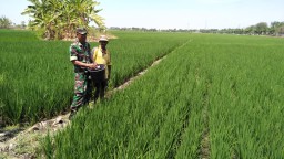 Babinsa Desa Prasung Serma Karli Setia Dampingi Poktan Pemupukan padi
