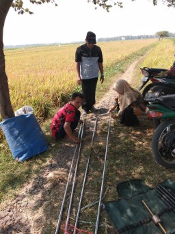 Babinsa Koramil 0816/09 Dampingi Petani Kegiatan Panen di Desa Terik