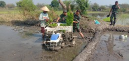Tetap Semangat Babinsa Kedung Cangkring Membantu Petani Tanam Padi