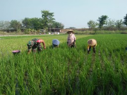 Babinsa Koramil 0816/08 Jabon Bantu Petani Kendalikan Hama Sundep
