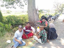 Babinsa Koramil Jabon Bantu Panen Semangka di Desa Kedungpandan