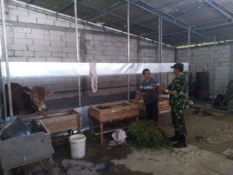 Babinsa Desa Cangkring Kunjungi Penggemukan Sapi di Desa Cangkring
