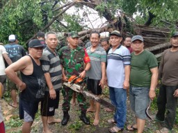 Babinsa koramil 0816/01 sidoarjo bersama warga bersihkan pohon tumbang