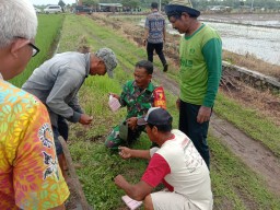 Danramil Balongbendo dan anggota ikuti Gerakan Pengendalian Hama Tikus