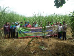 Babinsa Balongbendo Ikut Gerakan Pengendalian organism pengganggu tebu