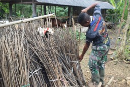 Prada Alan Siapkan Kayu Bakar dari Hutan untuk Sumijah