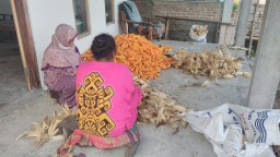 Penghasil Pakan Jagung Terbanyak