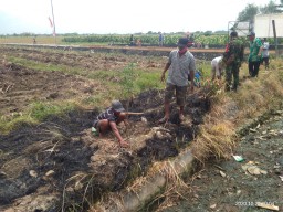 Sukseskan TMMD, Satgas bagikan ratusan bibit pohon klengkeng