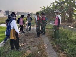 Babinsa Buduran Bersama Petani Basmi Tikus di desa Sidokepung Buduran