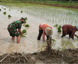Babinsa Koramil 0816/05 Tulangan Turun Langsung Ke Sawah Bantu Warga