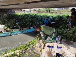Antisipasi Banjir,Babinsa Segoro Tambak Sedati bersihkan enceng gondok