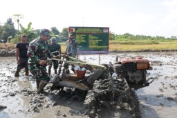 Tingkatkan Ketahanan Pangan, Kodim 0816/Sidoarjo lakukan demplot pertanian
