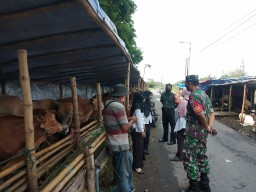 Penyakit PMK Merebah Babinsa Koramil 0816/06 Tanggulangin Bergerak Monitoring Hewan Ternak