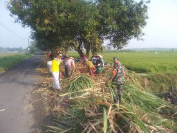 Serma Edi Babinsa Koramil 0816/05 Tulangan, Komsos Bersama Petani Tebu Di Desa Binaan