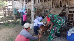 Babinsa 0816/03 Buduran melaksanakan pendampingan vaksin terhadap ternak
