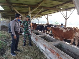 Anggota Koramil 0816/03 Buduran melaksanakan pendampingan pendataan ternak