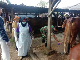 BABINSA KORAMIL 15/SUKODONO MELAKUKAN PENDAMPINGAN PMK DI WILAYAH BINAANNYA