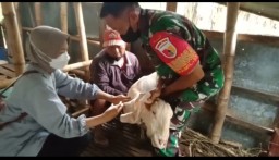 Anggota Koramil 0816/03 Buduran melaksanakan pendampingan vaksin ternak