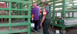 Koramil 0816/04 porong turut melaksanakan giat vaksin terhadap sapi dan kambing di wilayah kec porong