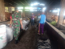 Danramil 0816/05 Tulangan Peduli Giat Vaksin Cegah PMK Di Wilayah Teritorialnya